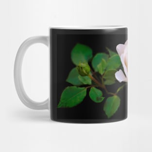 Gentle light pink rose against black background Mug